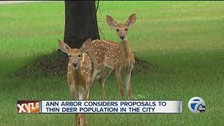 Ann Arbor considers proposals to thin deer population in the city