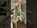 【実は全部...】ネットで実物見れなかったけど、買って良かったグリーン#暮らしを整える #インテリア #フェイクグリーン #shorts