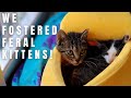 We Fostered Feral Kittens in Japan! || PAWS