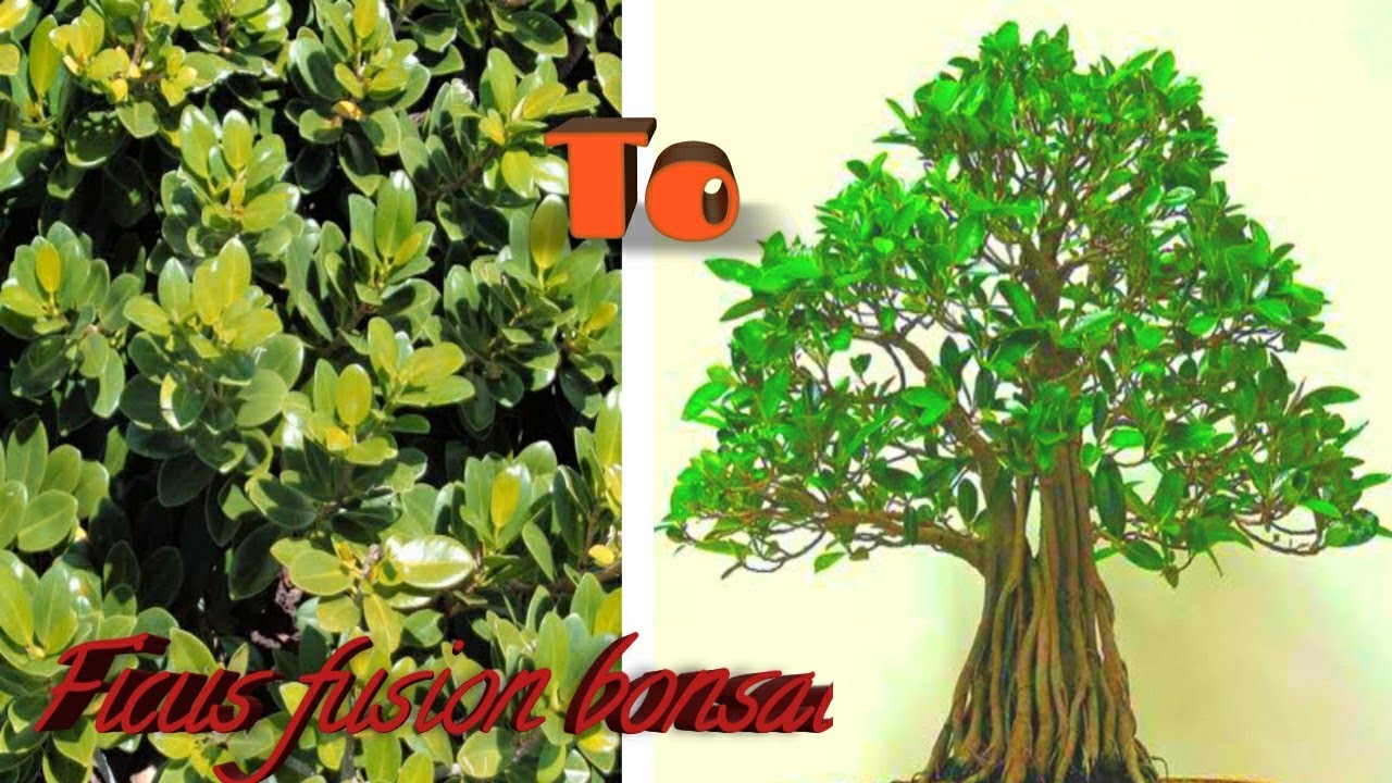 Make a Fusion Bonsai With Sachin's Basic gardening, Easiest and Fastest Method / Bonsai trunk