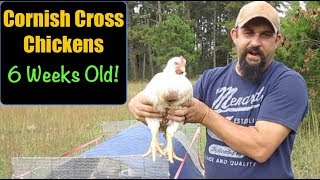 Raising Cornish Cross Chickens For Meat:  6 Weeks Old - Managing Stress