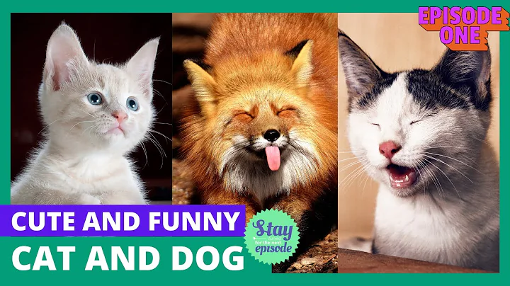 Video 1968961: cats compilation cute dogs, cat dog funny compilation, canin