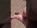 Wow in parc in jurul unui carabus