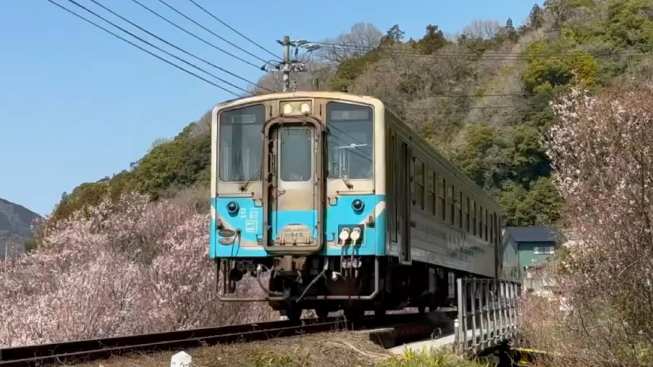 2026/03/12 タカユキザクラ見頃！ 普通列車が愛ある伊予灘線を