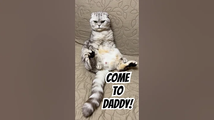 Video 9073341: scottishfold cat funnycats, cat scottishfold funny animals, cat scottishfold funny cute, cat shaded