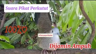 Suara pikat Perkutut!! Dijamin Ampuh 100% 🔥 #video #pikatperkutut #suryaperkutut