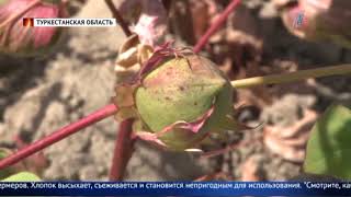 В Туркестанской области гибнет урожай