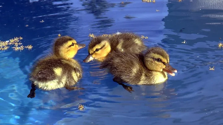 Baby ducks in my pool !!!  First day of life.  An amazing story. - DayDayNews