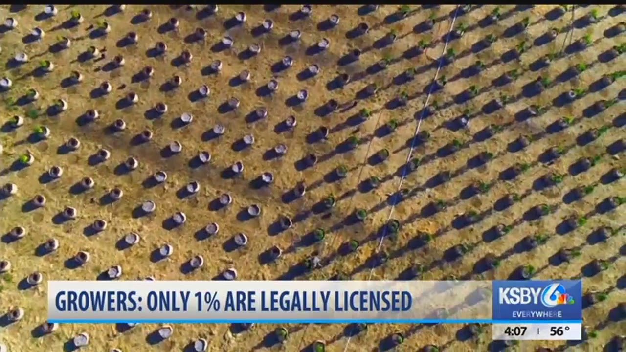 Report: California pot growers struggling to obtain licenses