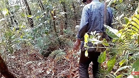 Found a jungle fowl nest with eggs