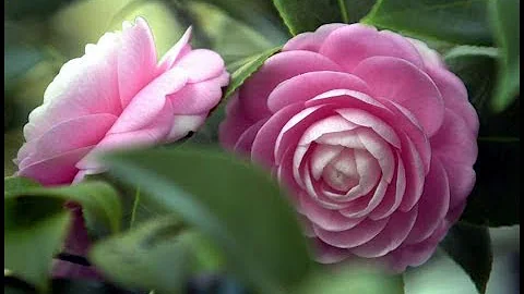 Top Most beautiful Camellias -  Camellia Flowers - Camellia - PART 1.. - DayDayNews