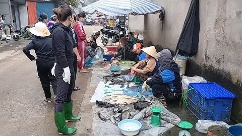 Cá Thủy Điện Thác Bà Tươi Ngon Nhất Chợ Sép,Trắm Khủng 13kg,Tuyên Quang TV