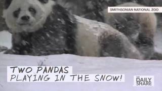 Panda frolicks in the snow