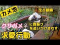 【カメ池】求愛行動?!クサガメの首振り