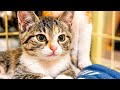 子猫の今後について