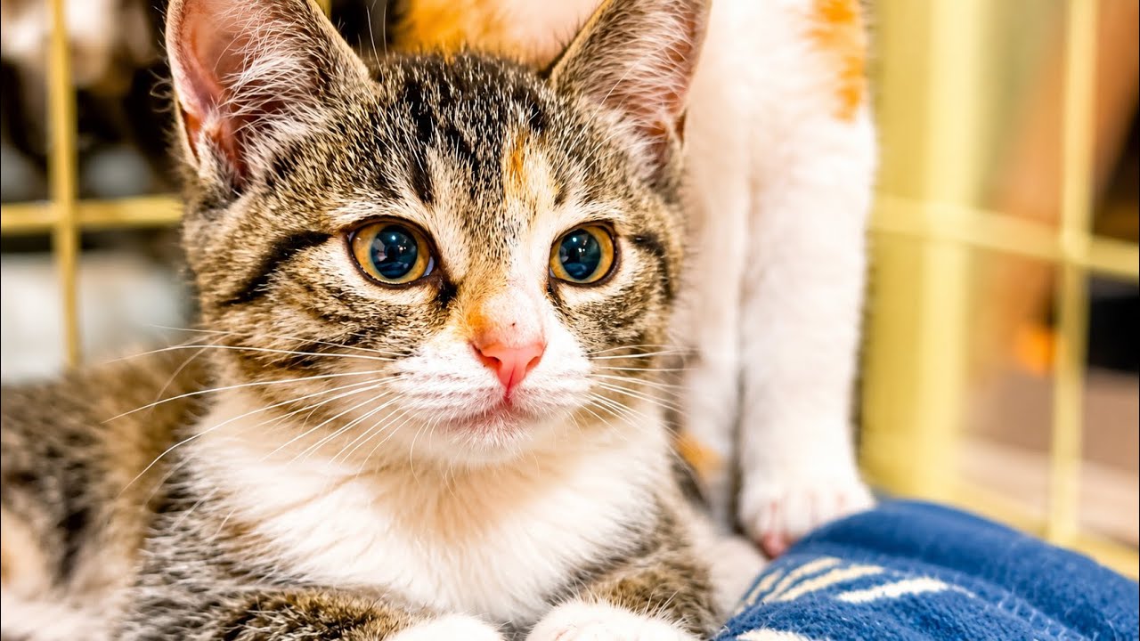 The Kitten's Future - YouTube