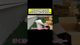 箱好きの猫達のために…#猫 #おもしろ #アテレコ #ニャンチューバーつくし