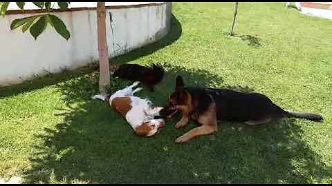 Video 11752551: dog maine coon, maine coon playing, black maine coon