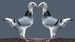 world Unique amazing fancy pigeons loft | fancy pigeon farm