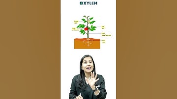 EVS-ലെ പ്രധാനപ്പെട്ടൊരു ചോദ്യം ! | Xylem Class 3