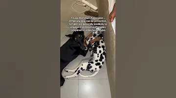 Check Https Vt Tiktok Com ZSAPXtJ6N To Watch Complete Video Pets Doglife Doberman Rottweiler 