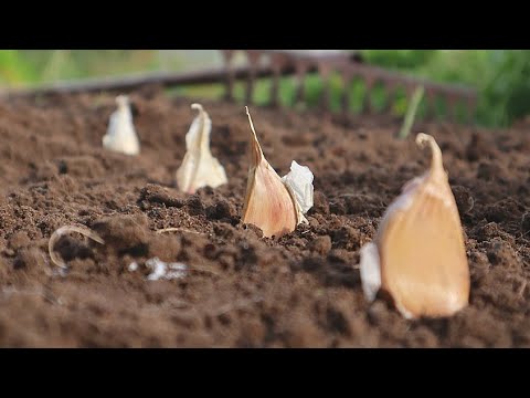 Video: Millal istutada kartulid 2021. aastal kuukalendri järgi