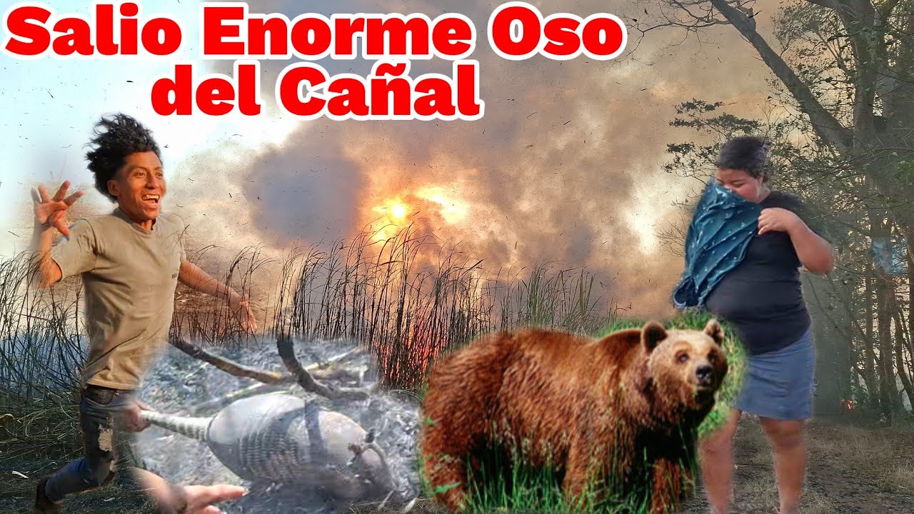 🔴Ever Brinca de Alegria Por Primera Vez Conocimos Un Enorme Oso Qu3mandose😱