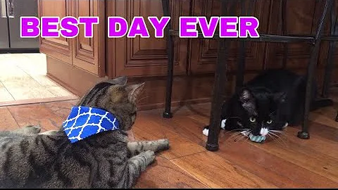 Video 11870441: cat fight, funny cat, cat playing