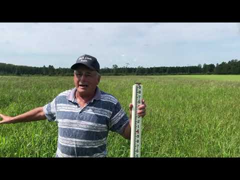 Video: Alternatif Rumput Midwest Atas – Pilihan Rumput Untuk Negeri Timur Utara Tengah