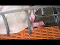 Thầy giáo thất nghiệp Đỡ Đẻ cho Lợn Nái và cái kết!!! | Cận cảnh quá trình Lợn đẻ