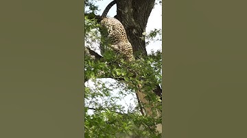 👍 Is the leopard the most agile animal there is?!? #leopard #cat #animal #safari #tanzania #africa