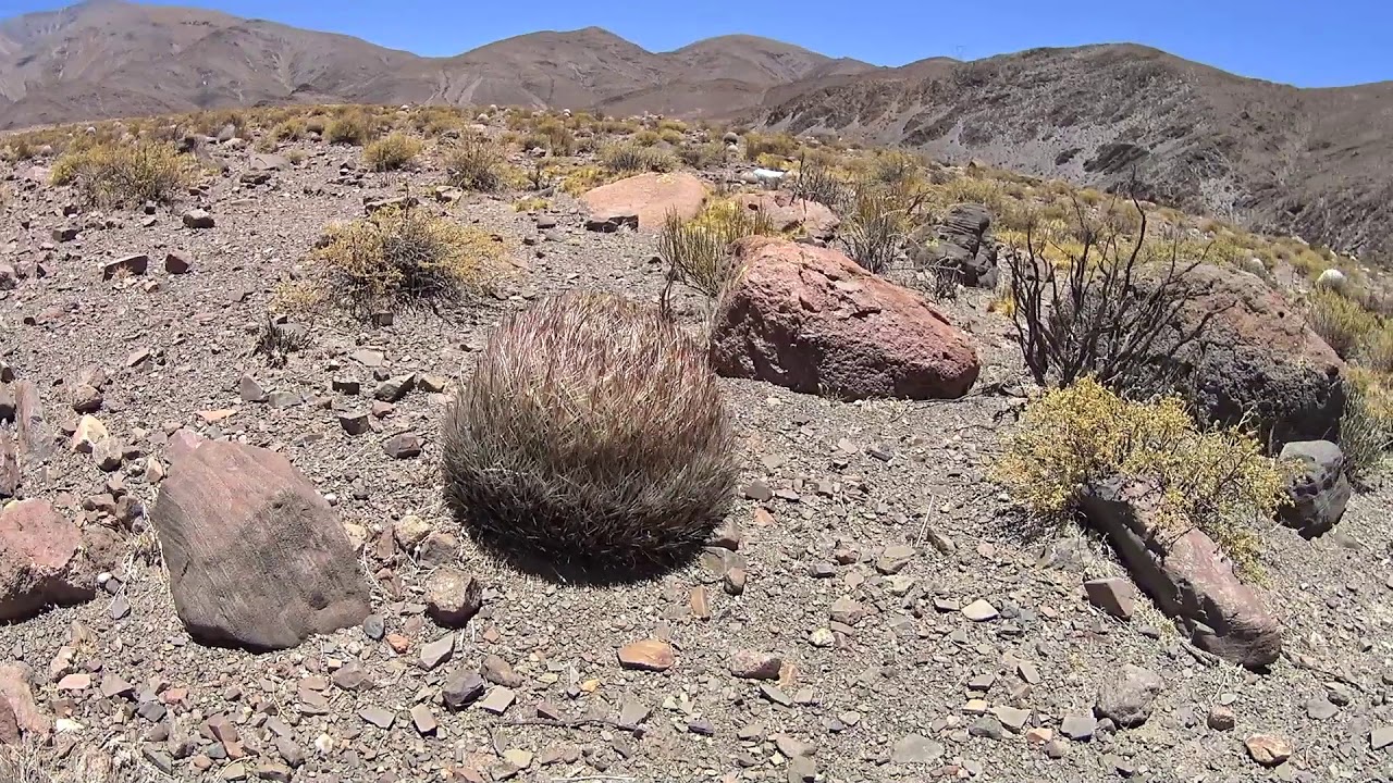 Travel to Argentina Pyrrhocactus Umadeave