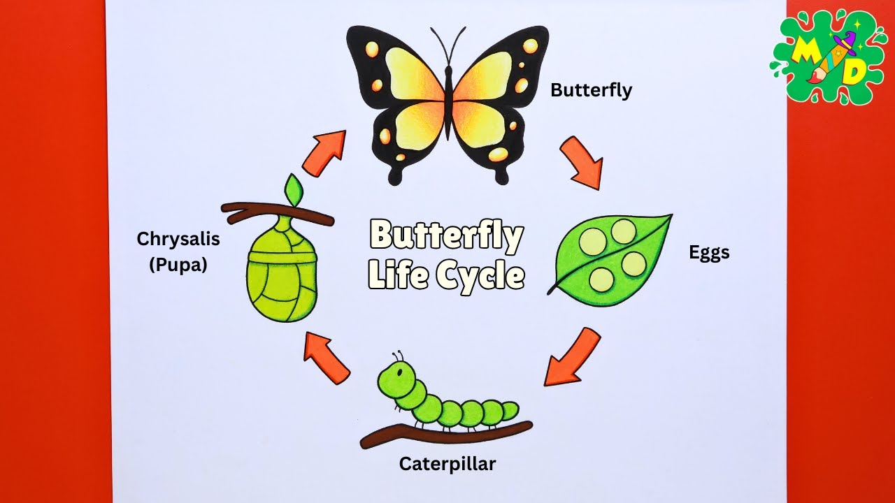 Life Cycle of Butterfly Drawing | How to Draw the Life Cycle of ...