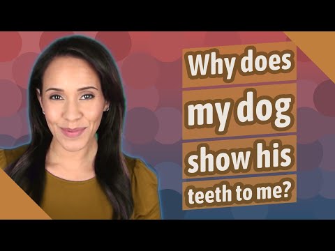Video: Zašto moj pas škripi zubima?