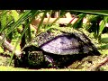 Болотная черепаха замаскировалась || swamp turtle