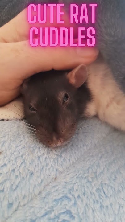 why-rats-are-the-best-pets-so-cute-cuterats-cuddlypetrats-petlove