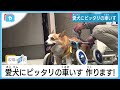 ワンちゃんも笑顔(*^-^*)　車いすでもう一度、飼い主とかけっこ！