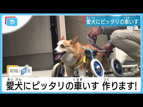 ワンちゃんも笑顔(*^-^*) 車いすでもう一度、飼い主とかけっこ！ - YouTube