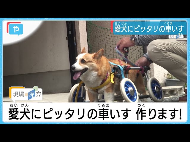 犬車椅子です。 hq720.jpg?sqp=-