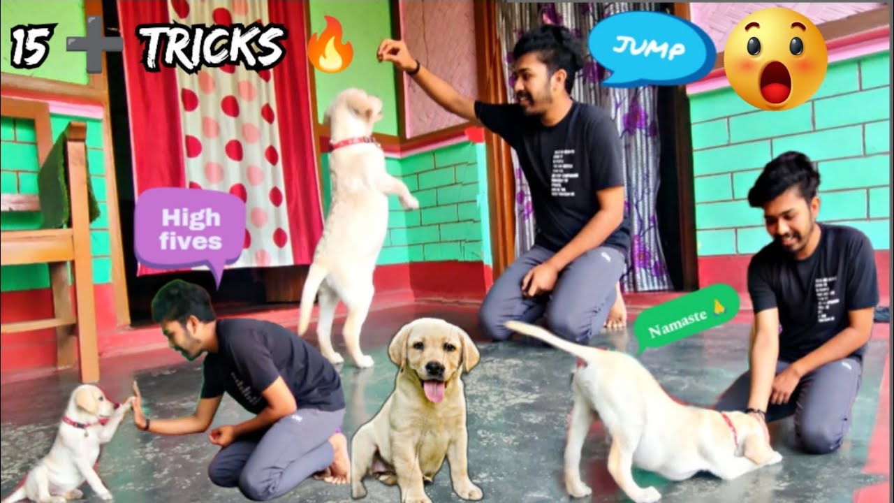 Unbelievable Dog Tricks That Will Blow Your Mind🐾😲, •, Labrador Puppy  15+Trainings🐕