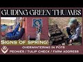 Signs of spring  overwintering in pots   tulip check  peonies