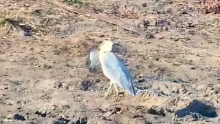 Can the Heron actually eat this trophy fish? Or will it have to let it go? 21/8/26