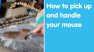 How to pick up and handle your mouse | Blue Cross by Blue Cross UK 917 views 1 year ago 1 minute, 3 seconds