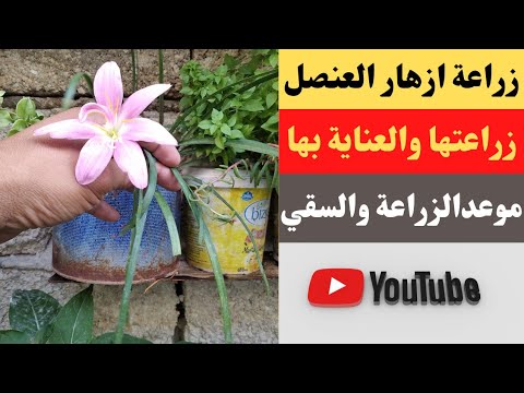 طريقة زراعة نبات بصل العنصل البري في المنزل