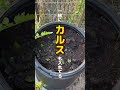プランターで使った土どう処理してる? #家庭菜園 #youtubeshorts #コンポスト