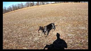 Pepper the Pointer Intro Highlights by Tekhed454 135 views 2 years ago 1 minute, 13 seconds