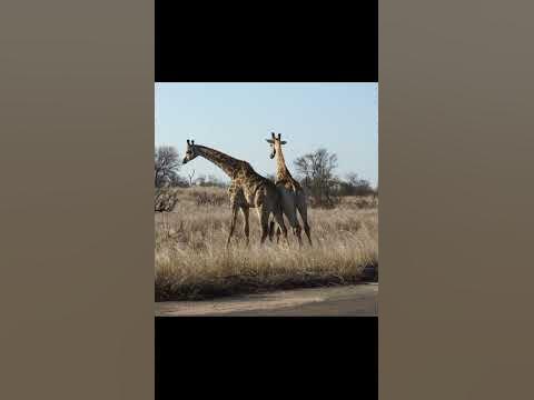 Combat de girafes...attention au torticolis ! - YouTube