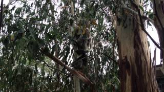 Mum & Bub Koala Keeping Cool