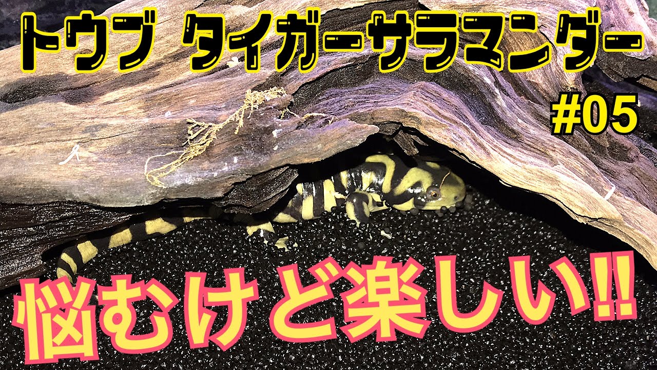 トウブタイガーサラマンダー 飼育水槽 05 レイアウト悩むけど楽しいね Youtube トウブタイガーサラマンダー 飼育水槽 05 レイアウト悩むけど楽しいね Youtube