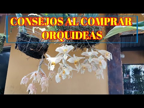 Video: Cómo Elegir La Phalaenopsis Adecuada